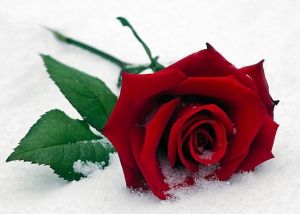 Een roos in de sneeuw